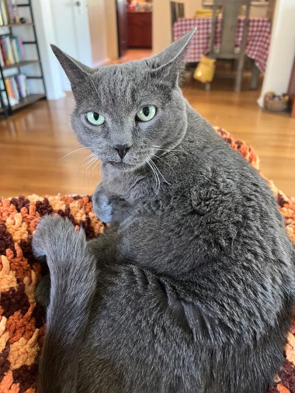 /Images/uploads/Friends of Seal Beach Animal Care Center/2025sbacc/entries/32420thumb.jpg